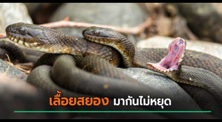 งูเข้าบ้าน