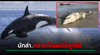 ฉลามขาว