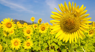 ทุ่งทานตะวัน สระบุรี