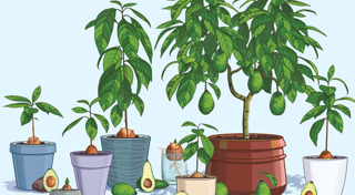 อะโวคาโด