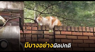 แมวอ้วน