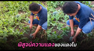 ปอกผลไม้