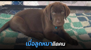 หมาน่ารัก