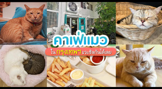 คาเฟ่สัตว์เลี้ยง