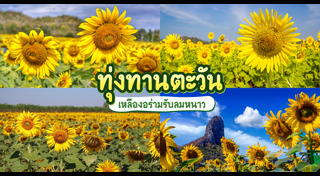 ทุ่งทานตะวัน สระบุรี