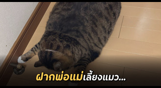 แมวอ้วน