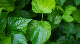 สมุนไพรพื้นบ้าน