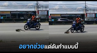 ช่วยเหลือสัตว์