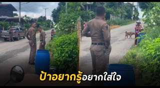 ปอกผลไม้