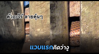กู้ภัยจับงู