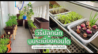 ปลูกต้นไม้ริมระเบียง