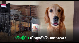 โกลเด้น รีทรีฟเวอร์