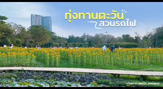 ทุ่งทานตะวัน สระบุรี