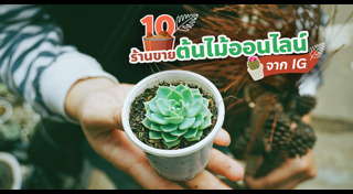 ปลูกต้นไม้ริมระเบียง