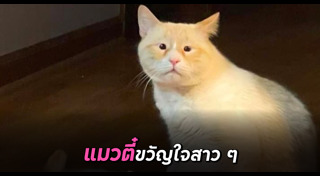 แมวเซเลบ