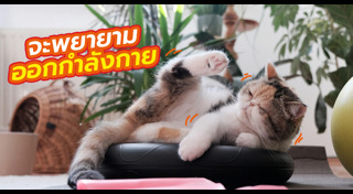 แมวอ้วน