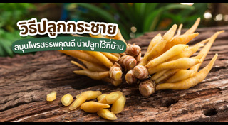 สมุนไพรพื้นบ้าน