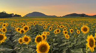 ทุ่งทานตะวัน สระบุรี