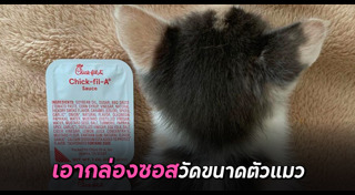 แมวเซเลบ