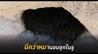 แมงมุม