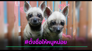 เชียงใหม่