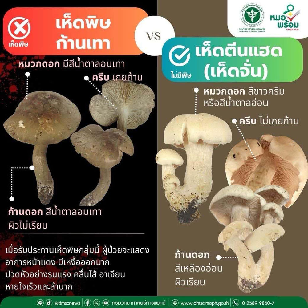 เห็ดพิษก้านเทา