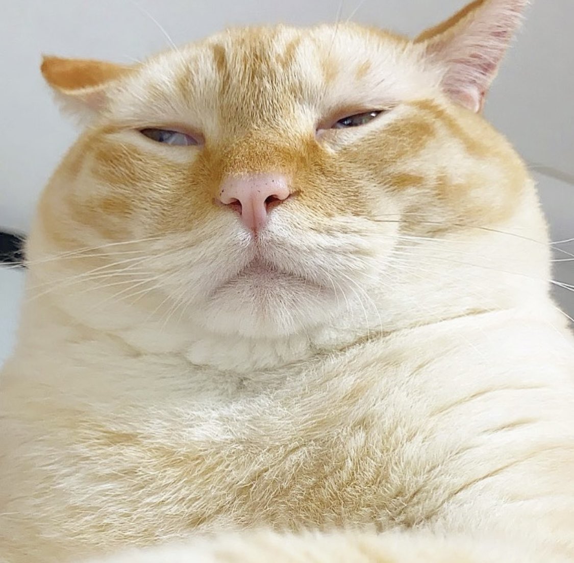 แมวส้ม