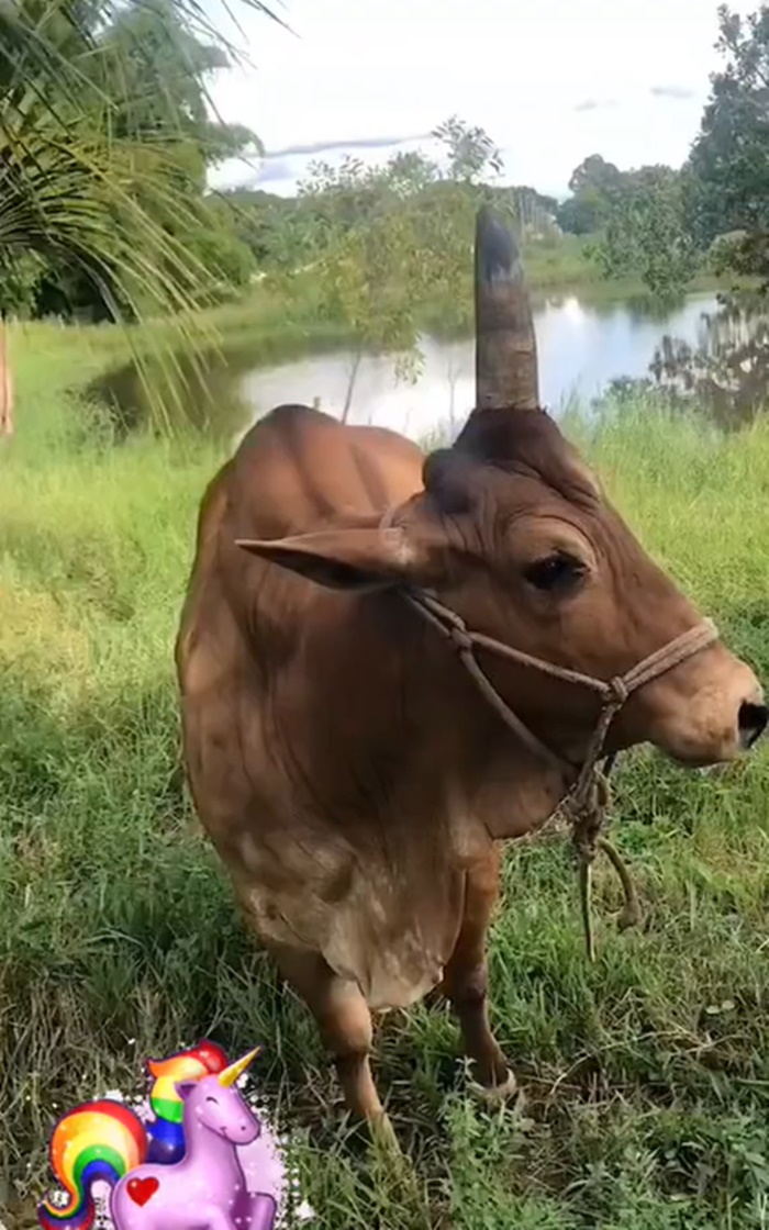 วัว