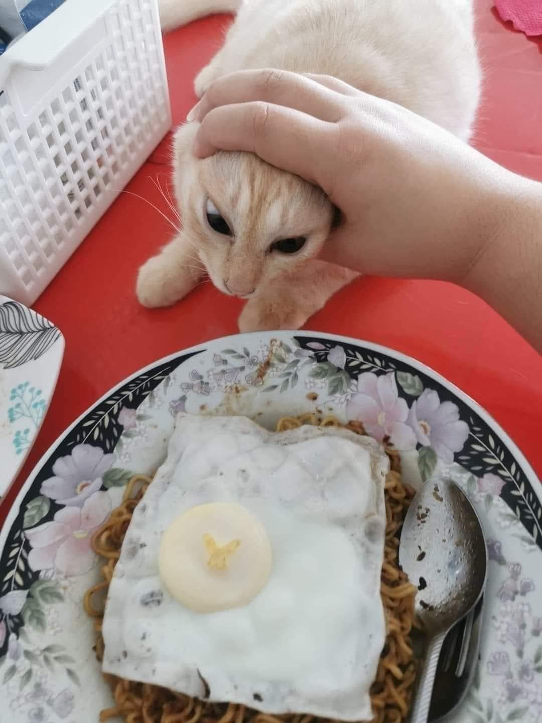 แมวหิว
