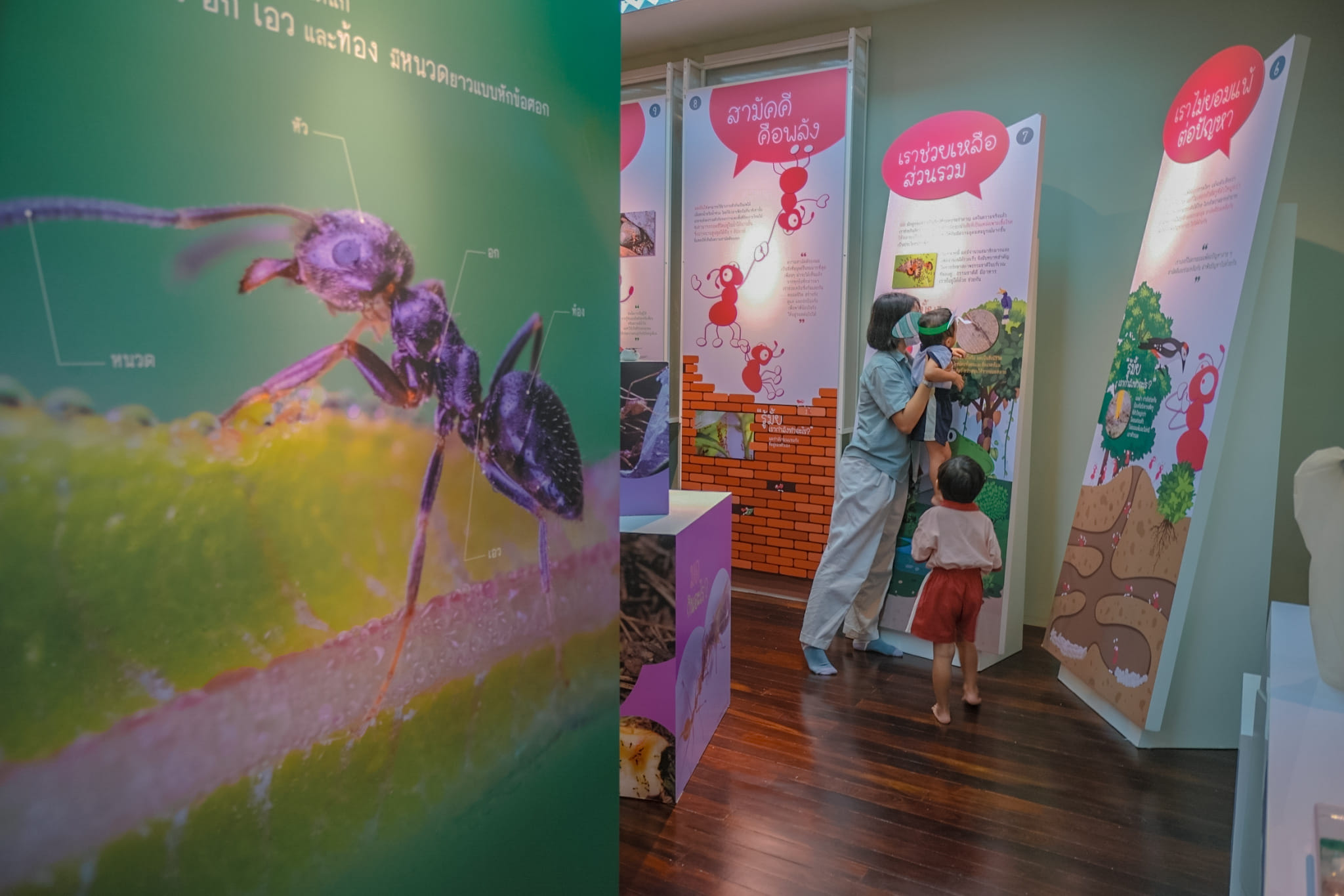 Ant Museum