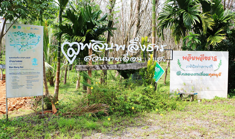 พลับพลึงธาร คุระบุรี