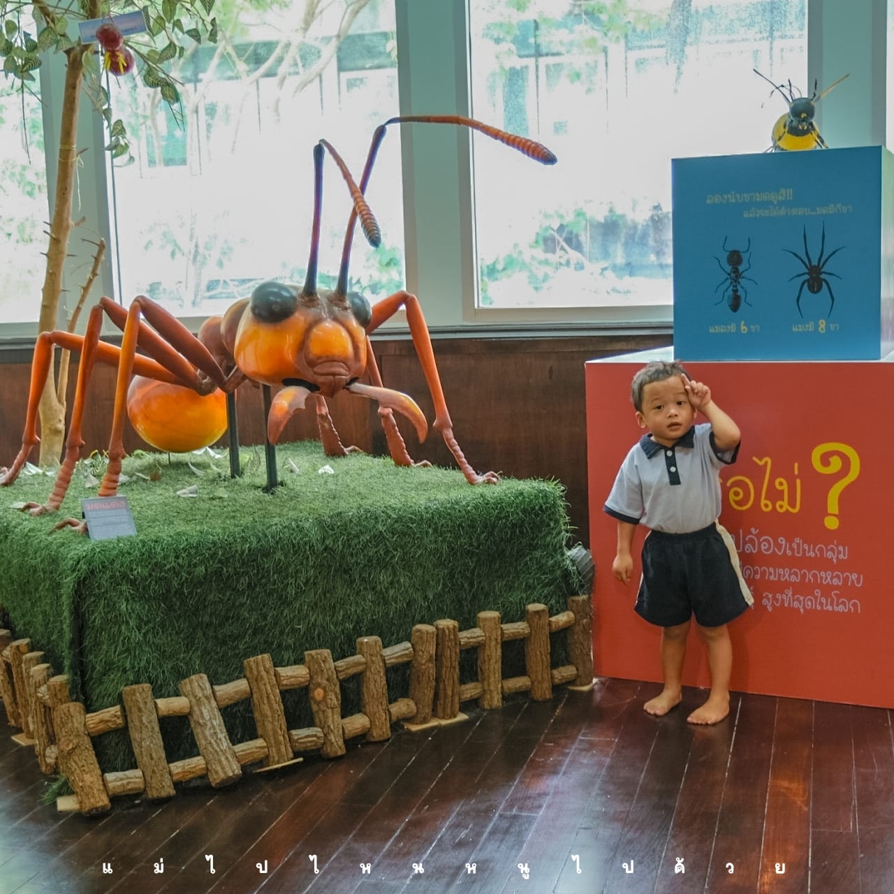 Ant Museum