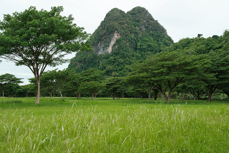 ลานจามจุรี บ่อแสน พังงา