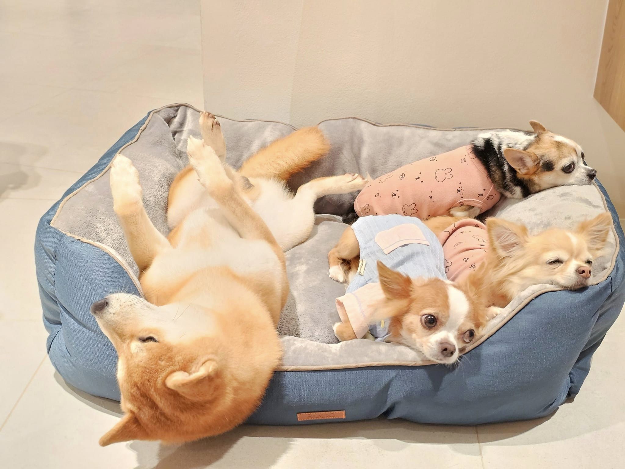 Furbabies