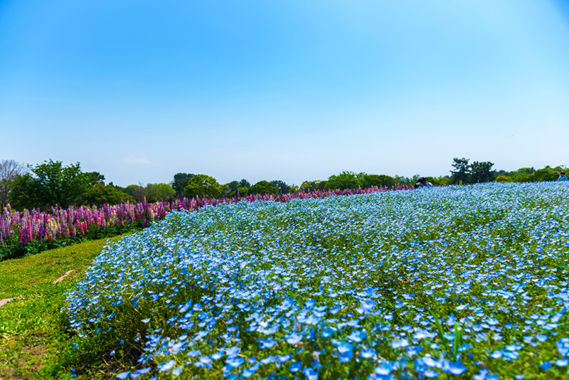 สวนดอกไม้สวยๆ