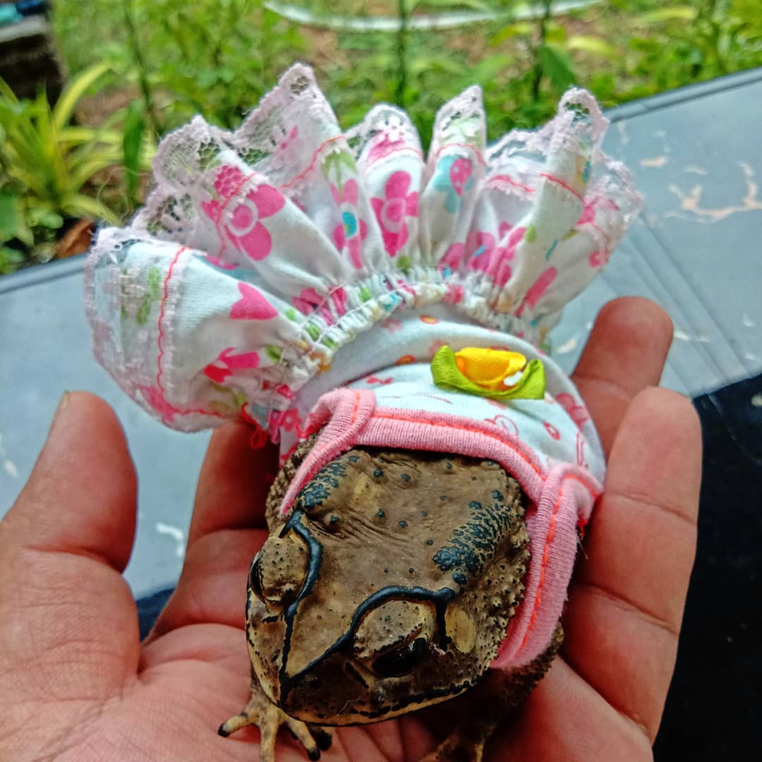 คางคก