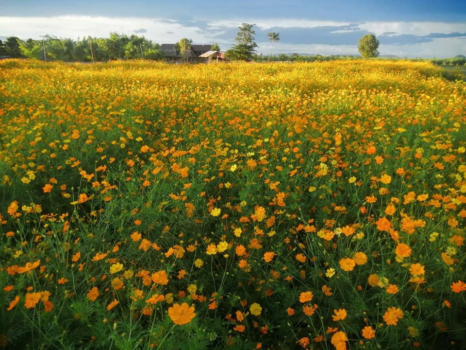 ทุ่งดอกไม้สุพรรณบุรี