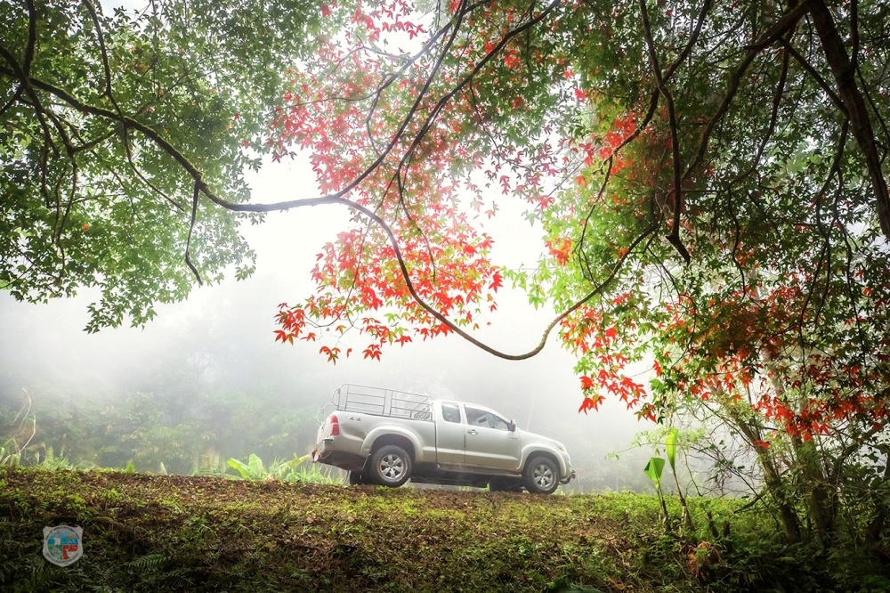 อุทยานแห่งชาติภูหินร่องกล้า ใบเมเปิล