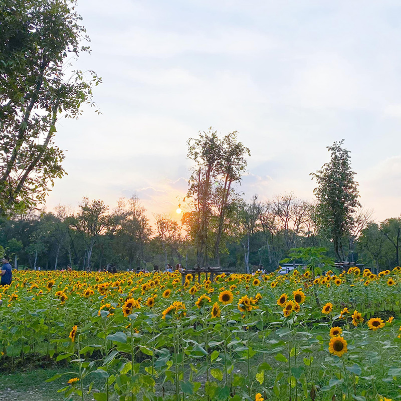 ทุ่งทานตะวัน สวนรถไฟ