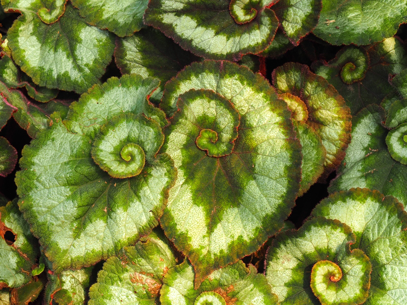 Begonia Escargot
