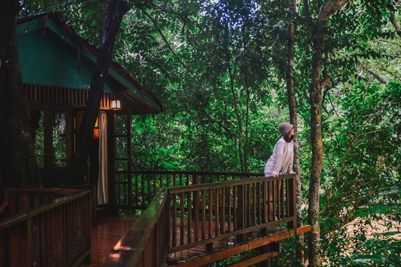 Our Jungle House
