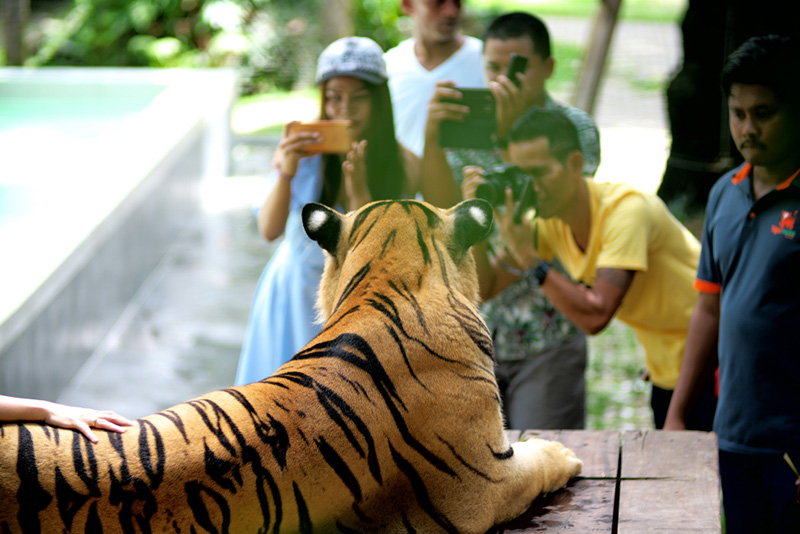 เสือ Tiger PARK