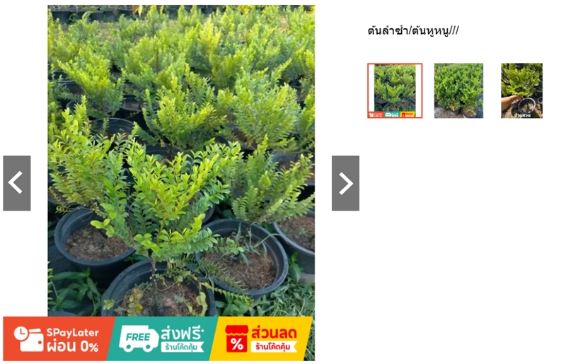 ต้นล่ำซำ ร้าน plant_in_my_garden