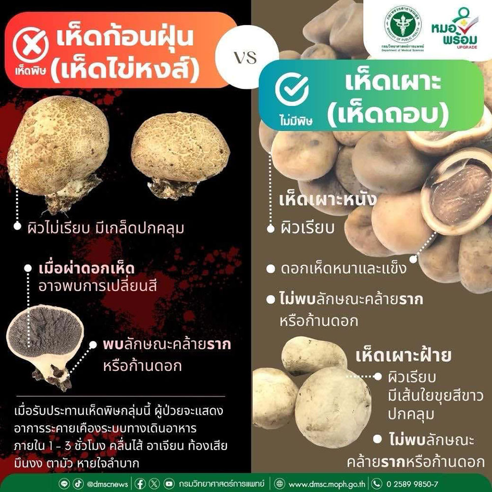 เห็ดก้อนฝุ่น
