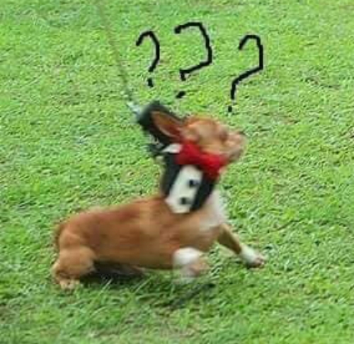 จูงหมา