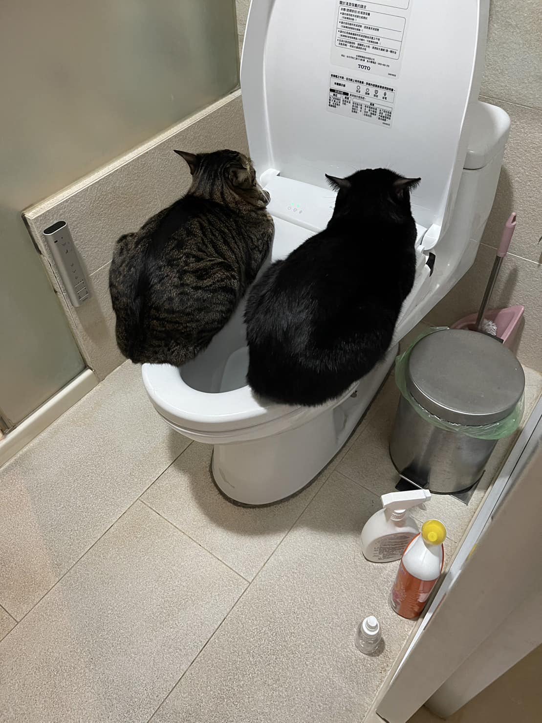 แมวนอน