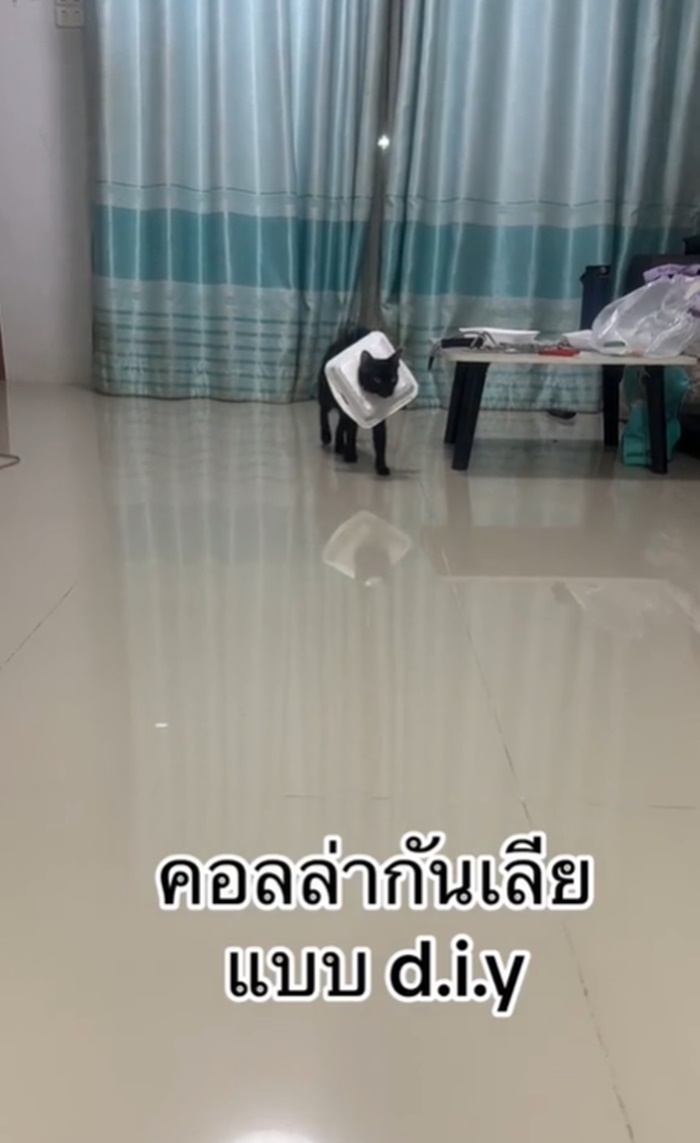 คอลลาร์แมว