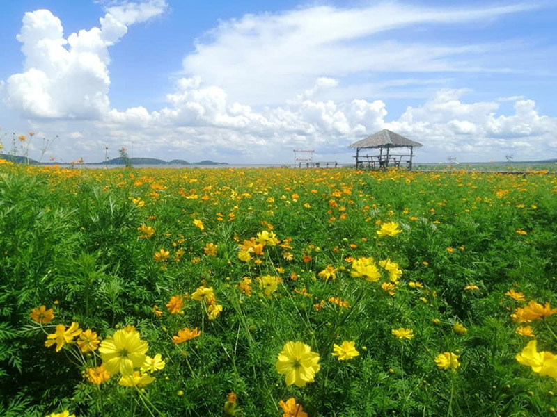 ทุ่งดอกไม้สุพรรณบุรี