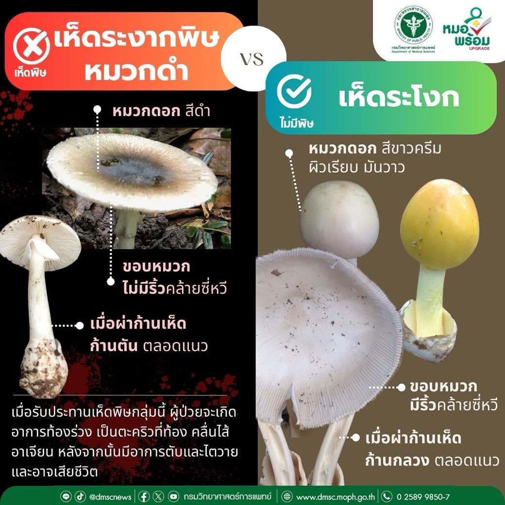 เห็ดระงาก เห็ดระโงก