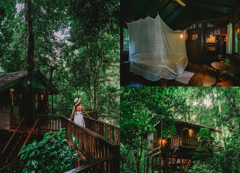 Our Jungle House